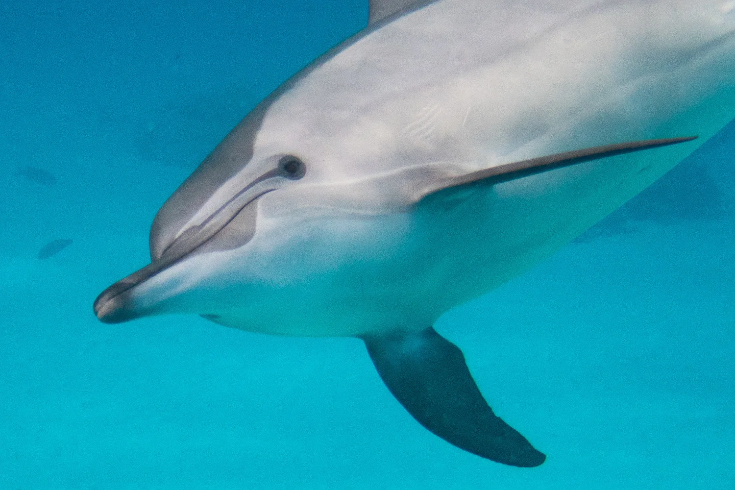 A dolphin holding your gaze, close up in clear water