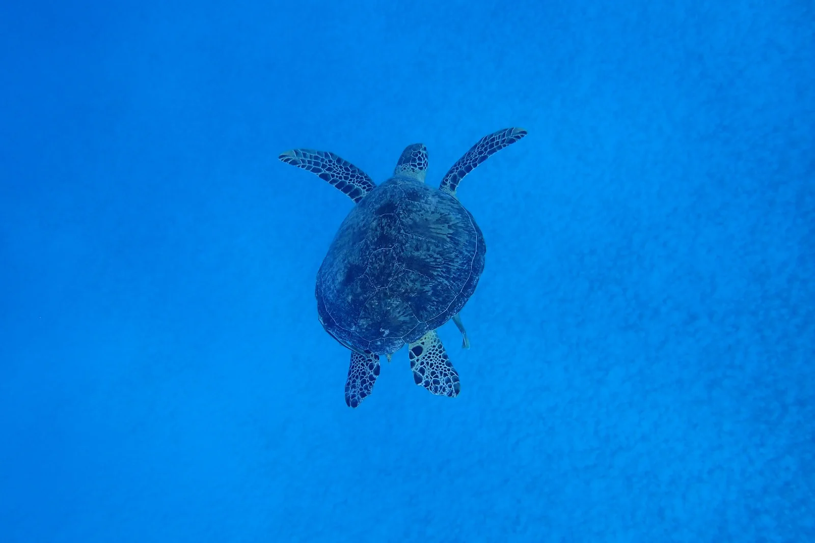A green turtle in the deep blue of the Red Sea